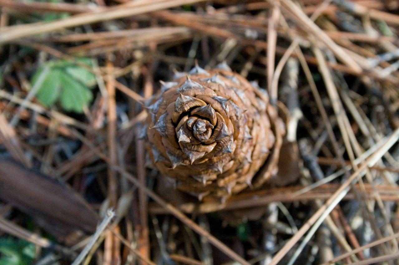 A pine cone photographed from above, its scales spiralling out from the centre.